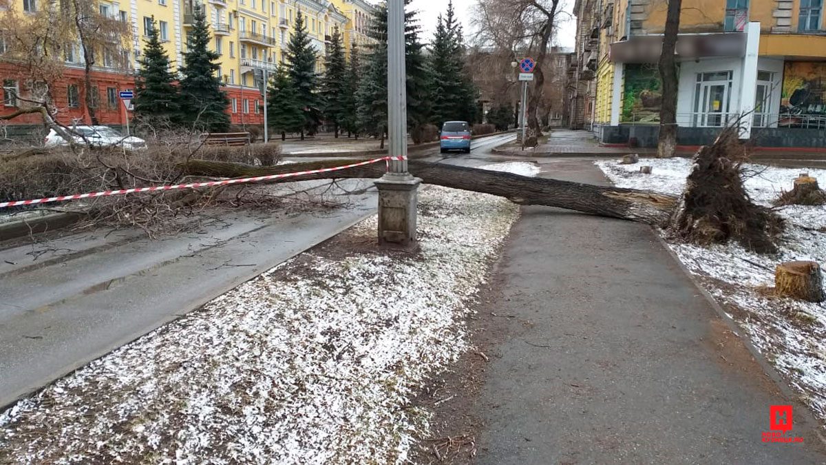 В Новокузнецке штормовой ветер сломал дерево 18 апреля 2019 г