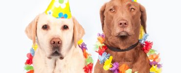 Топ-10 необычных объявлений о продаже собак на Авито