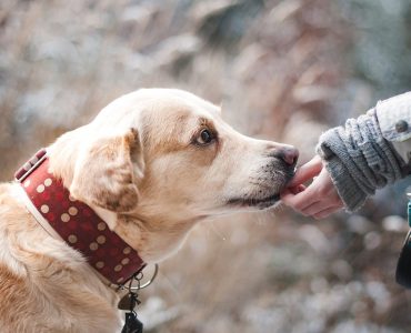 В Новокузнецке пройдет благотворительная фотосессия с собаками
