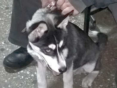 В Новокузнецке полицейские нашли украденную собаку породы хаски