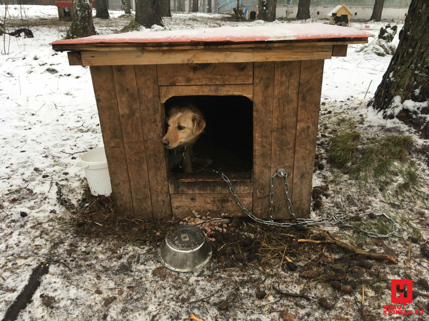 Приют для животных в Новокузнецке Сосновка. Приют для животных в Новокузнецке. Животные Новокузнецка.